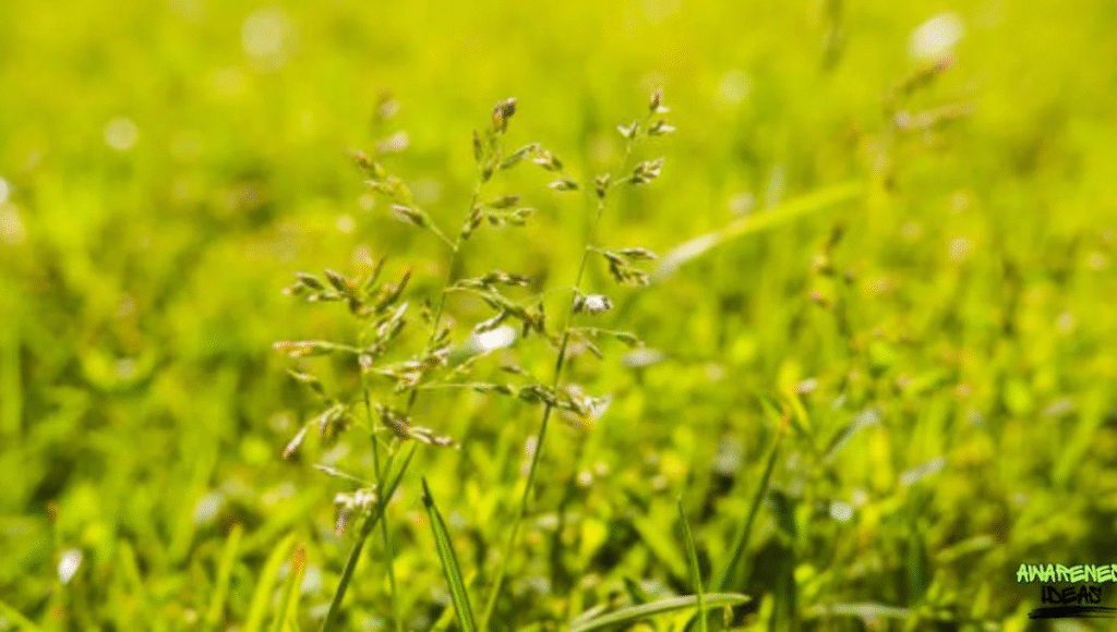 Lyposingrass Uncovered: The Natural Key to Energy, Balance, and Wellness