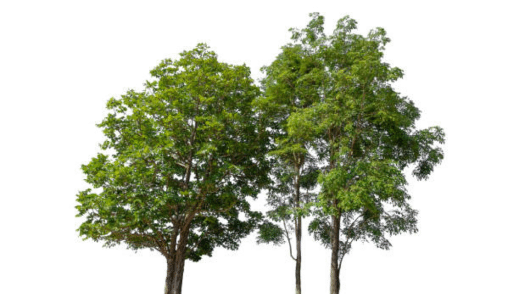 Discover Health ThreeTrees com vn: A Complete Wellness Guide